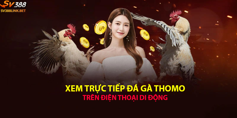 Xem đá gà trực tiếp Thomo trên điện thoại di động